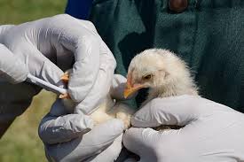 What to Know About Bird Flu Risk After California’s Emergency Declaration